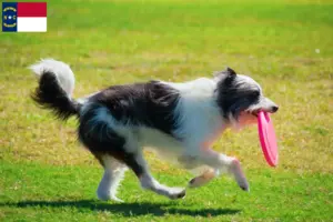 Read more about the article Bordoodle breeders and puppies in North Carolina
