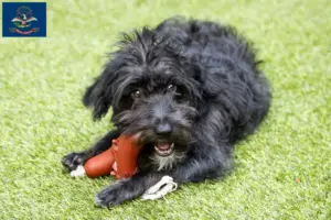 Read more about the article Bordoodle breeders and puppies in North Dakota