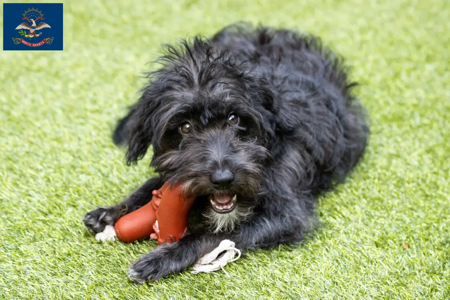 Bordoodle puppies and breeders North Dakota Find Bordoodles breeders in North Dakota here.