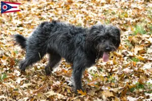 Read more about the article Bordoodle breeders and puppies in Ohio