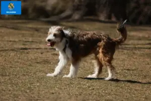 Read more about the article Bordoodle breeders and puppies in Oklahoma