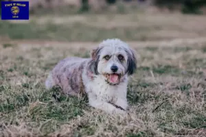 Read more about the article Bordoodle breeders and puppies in Oregon
