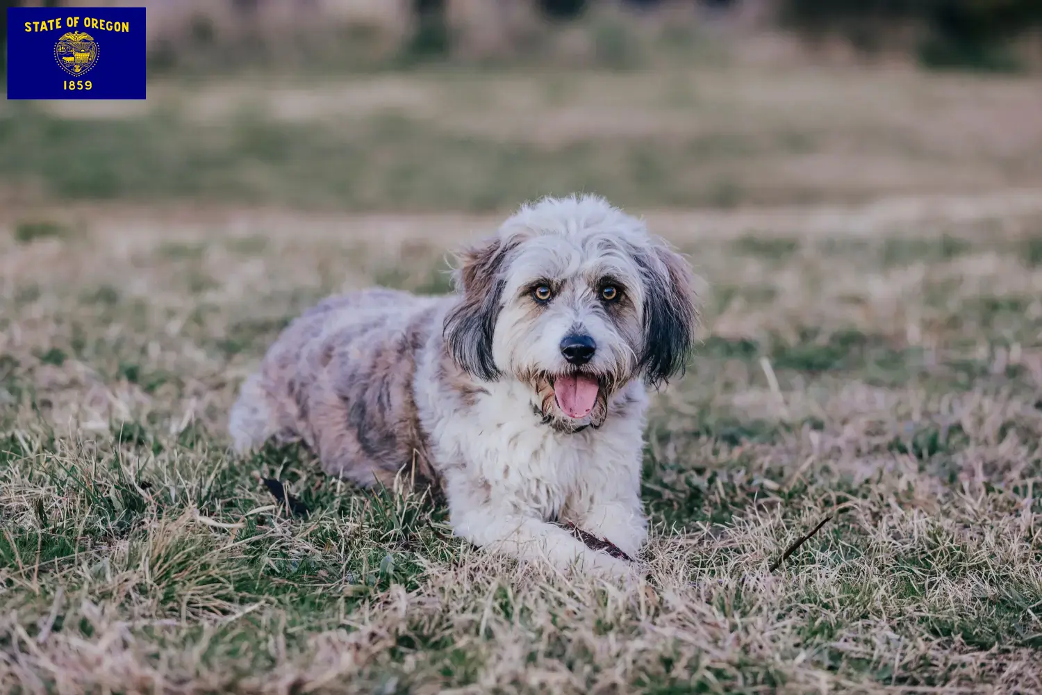 Bordoodle puppies and breeders Oregon Find Bordoodles breeders in Oregon here.