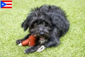 Read more about the article Bordoodle breeders and puppies in Puerto Rico