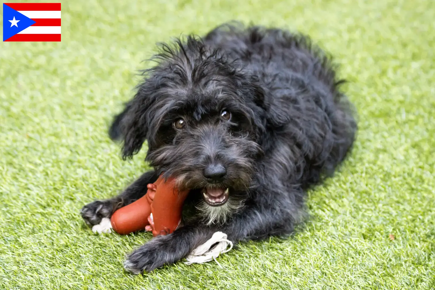 Bordoodle puppies and breeders Puerto Rico Find Bordoodles breeders in Puerto Rico here.