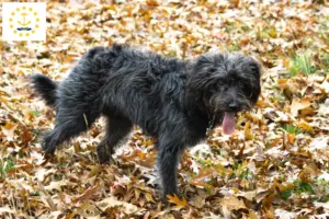 Read more about the article Bordoodle breeders and puppies in Rhode Island