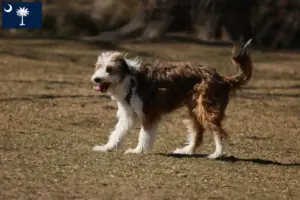 Read more about the article Bordoodle breeders and puppies in South Carolina