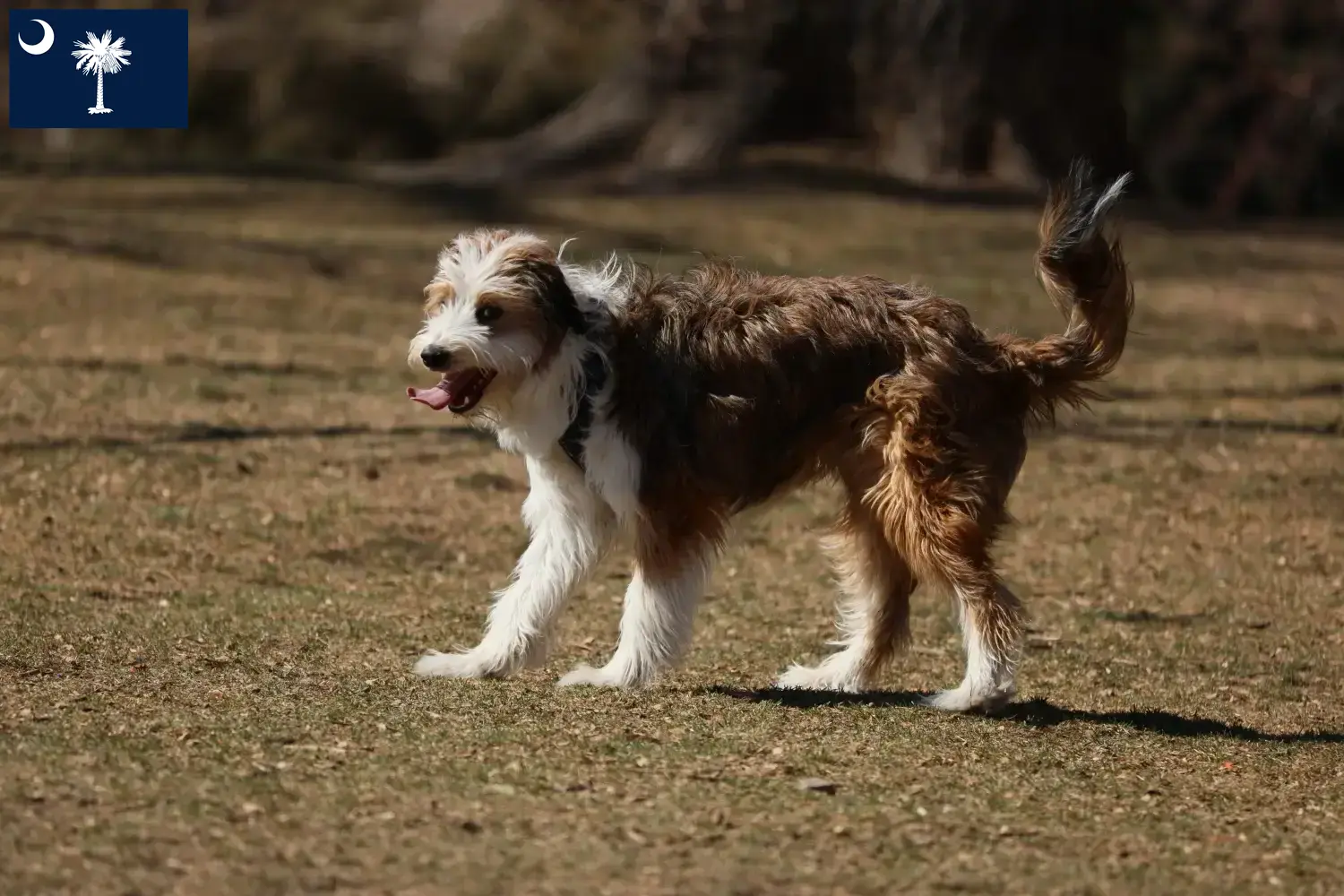 Bordoodle puppies and breeders South Carolina Find Bordoodles breeders in South Carolina.
