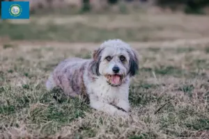 Read more about the article Bordoodle breeders and puppies in South Dakota