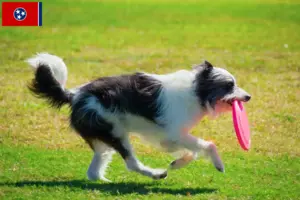 Read more about the article Bordoodle breeders and puppies in Tennessee