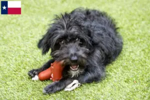 Read more about the article Bordoodle breeders and puppies in Texas