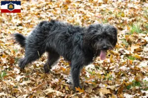 Read more about the article Bordoodle breeders and puppies in Utah