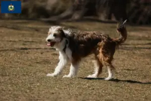 Read more about the article Bordoodle breeders and puppies in Vermont