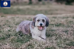 Read more about the article Bordoodle breeders and puppies in Virginia