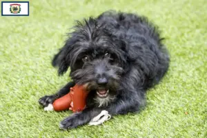 Read more about the article Bordoodle breeders and puppies in West Virginia