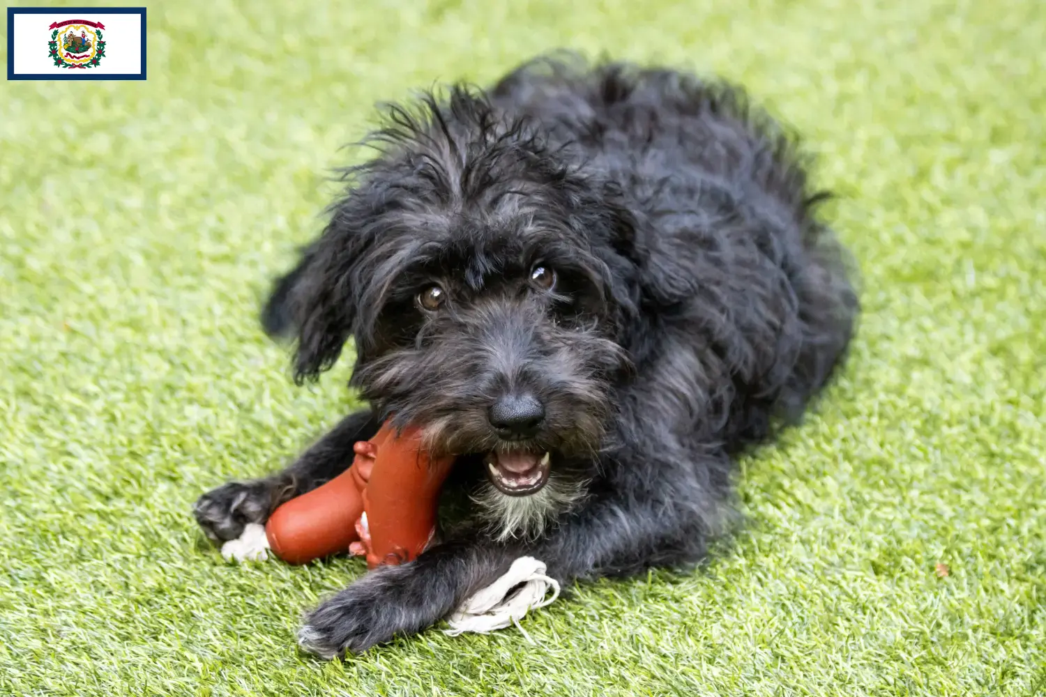 Bordoodle puppies and breeders West Virginia Find Bordoodles breeders in West Virginia.