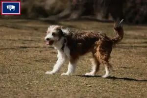 Read more about the article Bordoodle breeders and puppies in Wyoming
