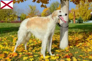 Read more about the article Borzoi breeders and puppies in Alabama