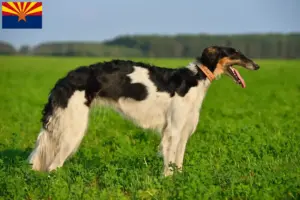Read more about the article Borzoi breeders and puppies in Arizona