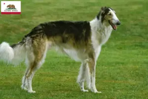 Read more about the article Borzoi breeders and puppies in California