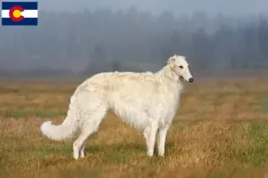 Read more about the article Borzoi breeders and puppies in Colorado