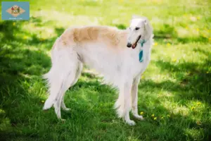 Read more about the article Borzoi breeders and puppies in Delaware