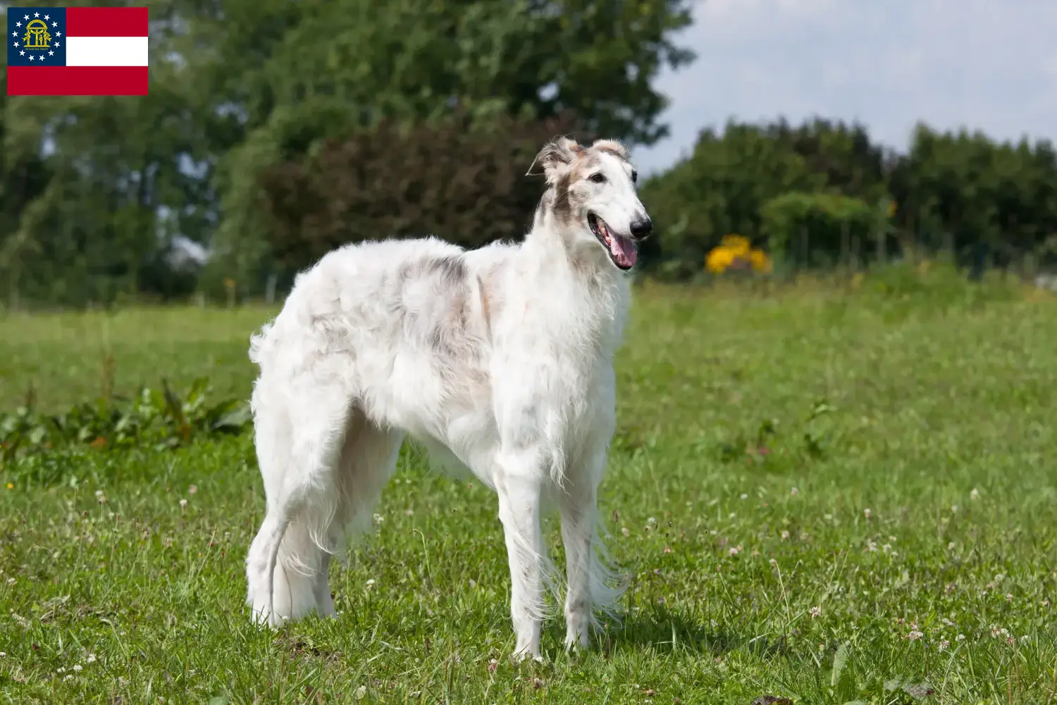 Read more about the article Borzoi breeders and puppies in Georgia