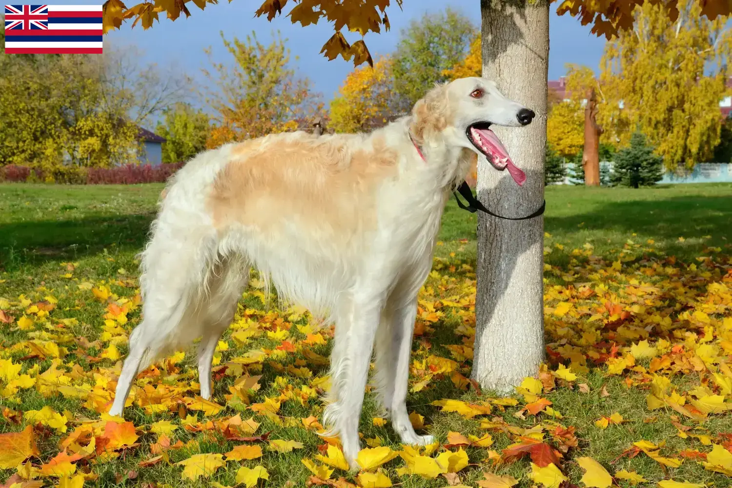 Read more about the article Borzoi breeders and puppies in Hawaii
