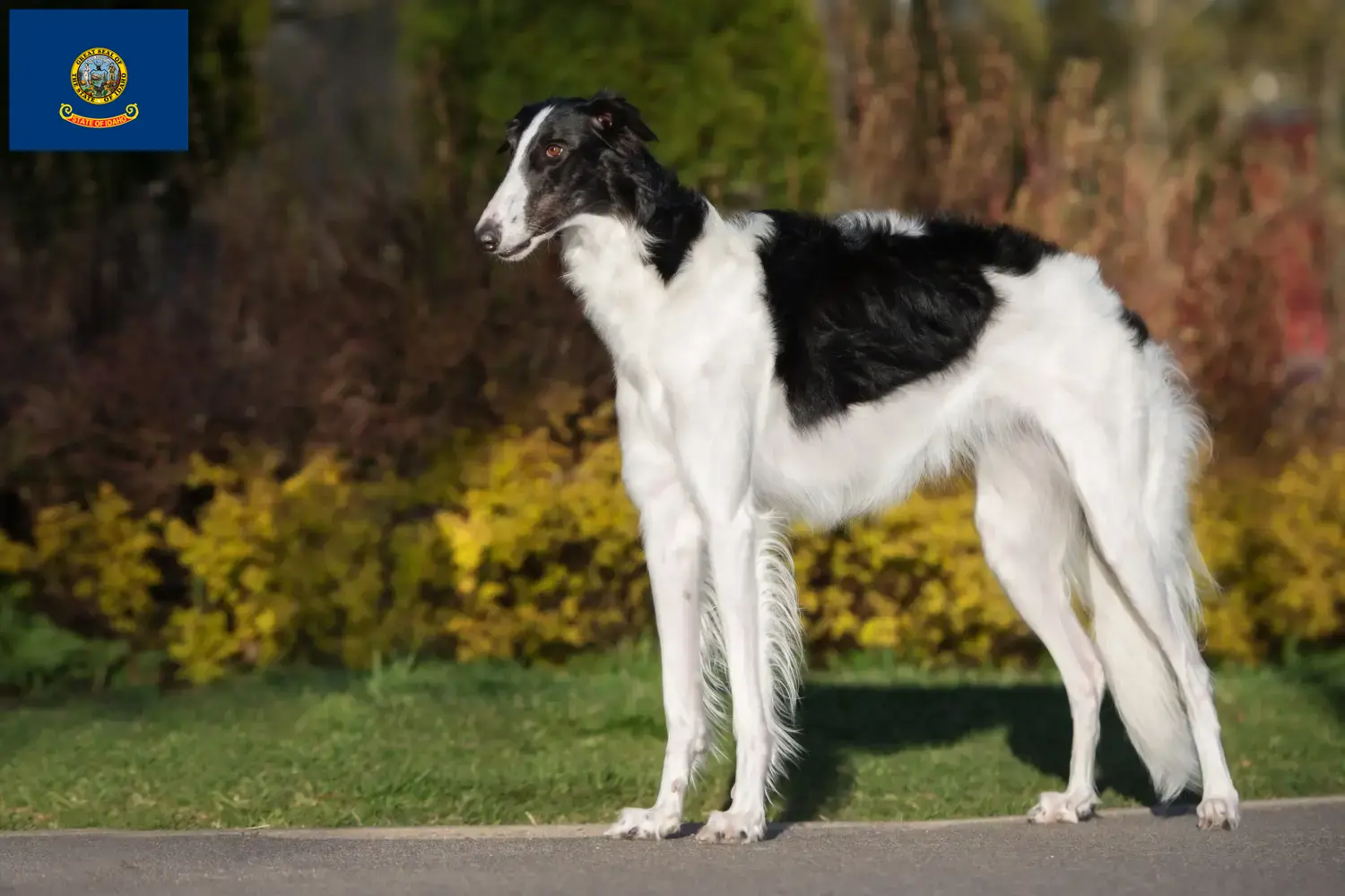 Read more about the article Borzoi breeders and puppies in Idaho