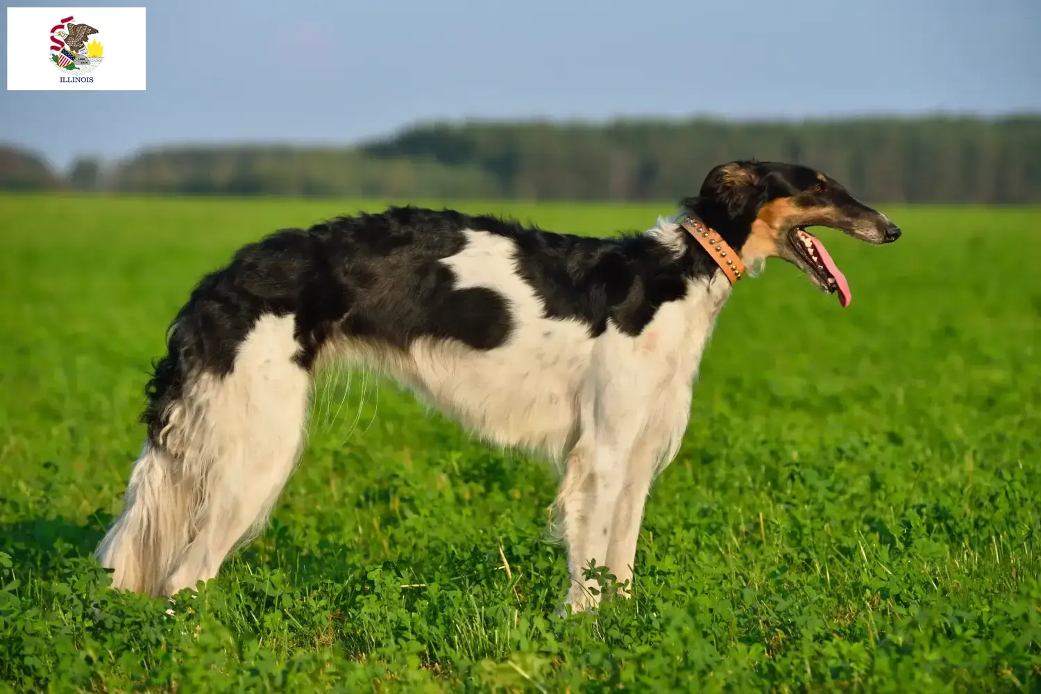 Read more about the article Borzoi breeders and puppies in Illinois