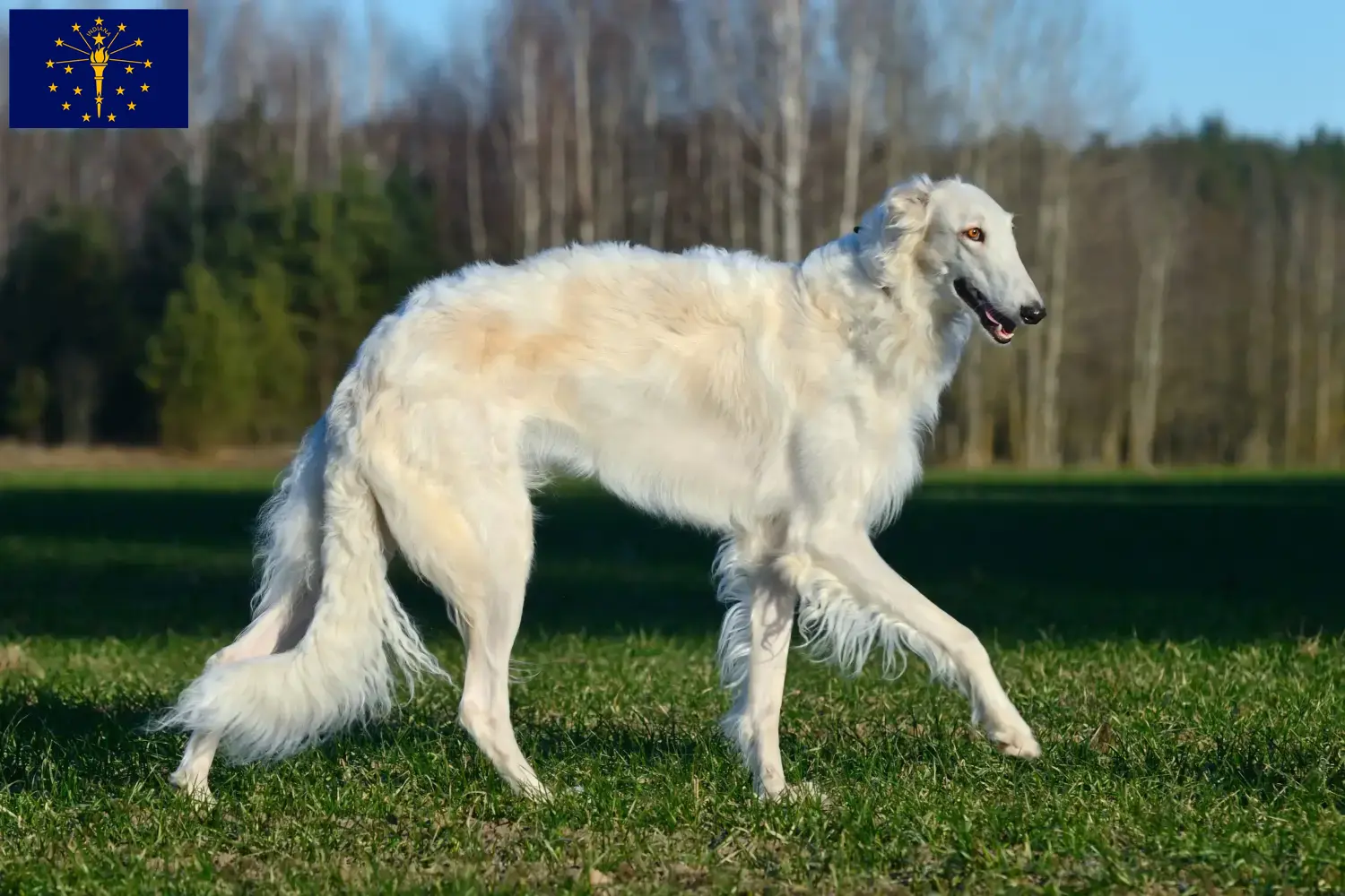 Read more about the article Borzoi breeders and puppies in Indiana