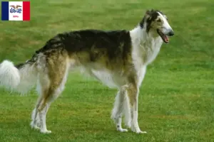 Read more about the article Borzoi breeders and puppies in Iowa