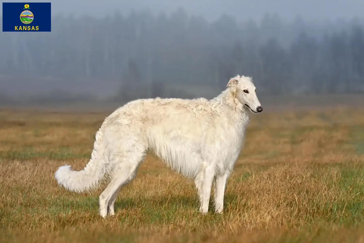 Read more about the article Borzoi breeders and puppies in Kansas