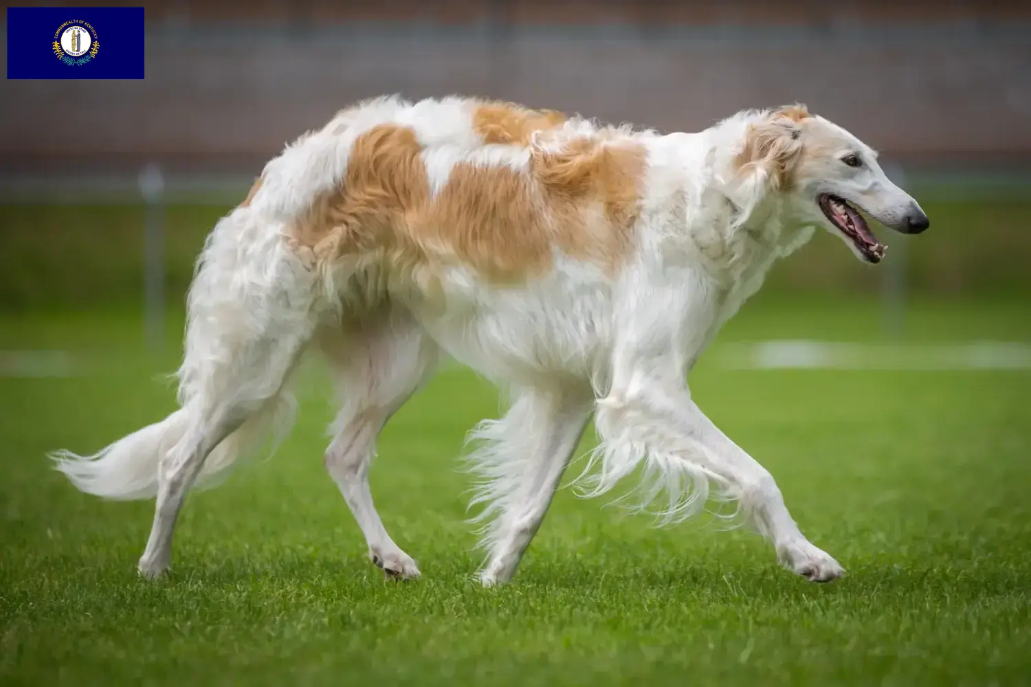 Read more about the article Borzoi breeders and puppies in Kentucky