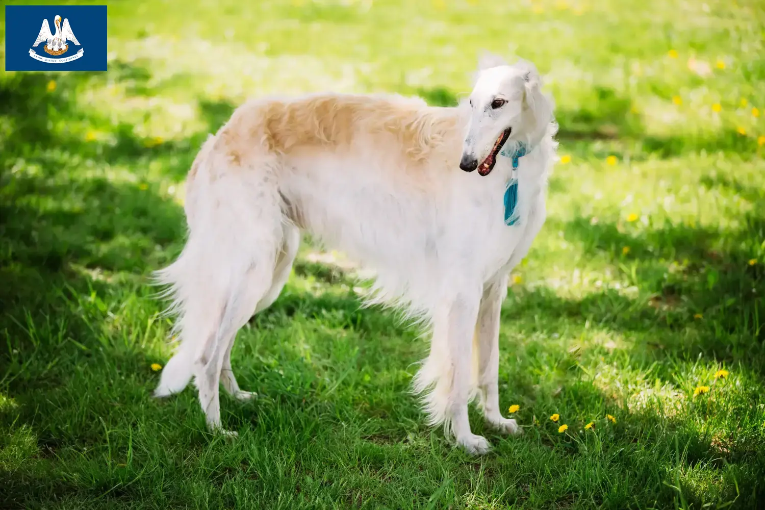 Read more about the article Borzoi breeders and puppies in Louisiana