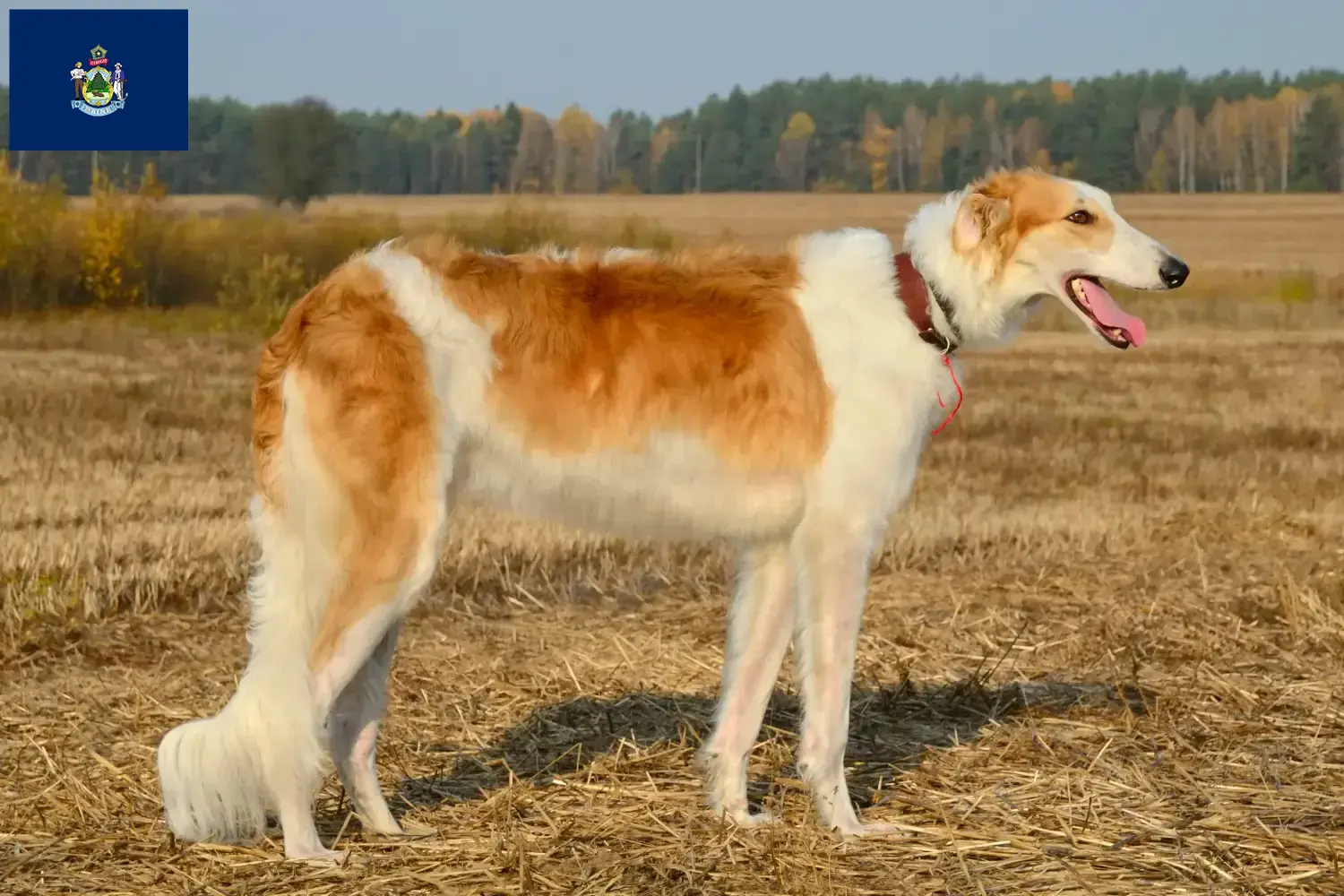 Read more about the article Borzoi breeders and puppies in Maine