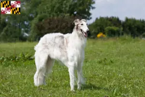 Read more about the article Borzoi breeders and puppies in Maryland