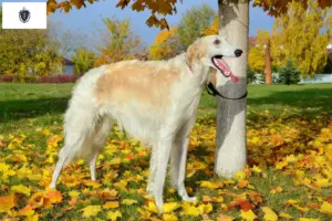 Read more about the article Borzoi breeders and puppies in Massachusetts
