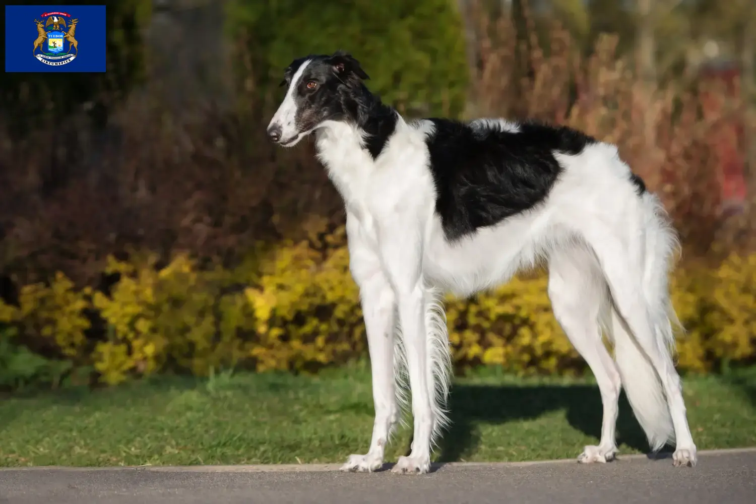 Read more about the article Borzoi breeders and puppies in Michigan