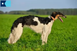 Read more about the article Borzoi breeders and puppies in Minnesota