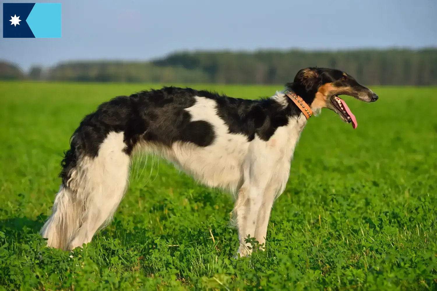 Read more about the article Borzoi breeders and puppies in Minnesota