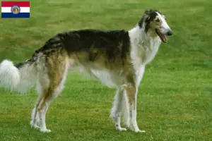 Read more about the article Borzoi breeders and puppies in Missouri