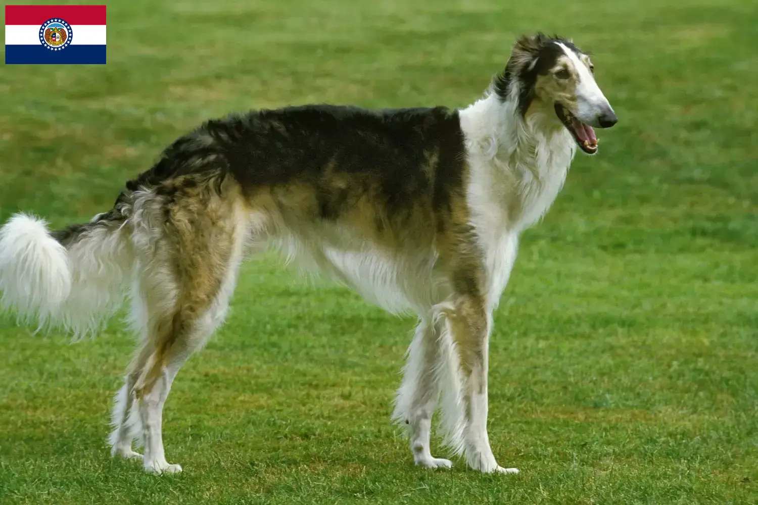 Read more about the article Borzoi breeders and puppies in Missouri