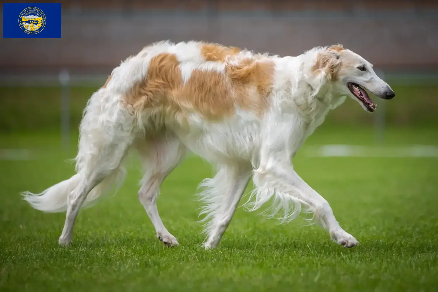 Read more about the article Borzoi breeders and puppies in Nebraska