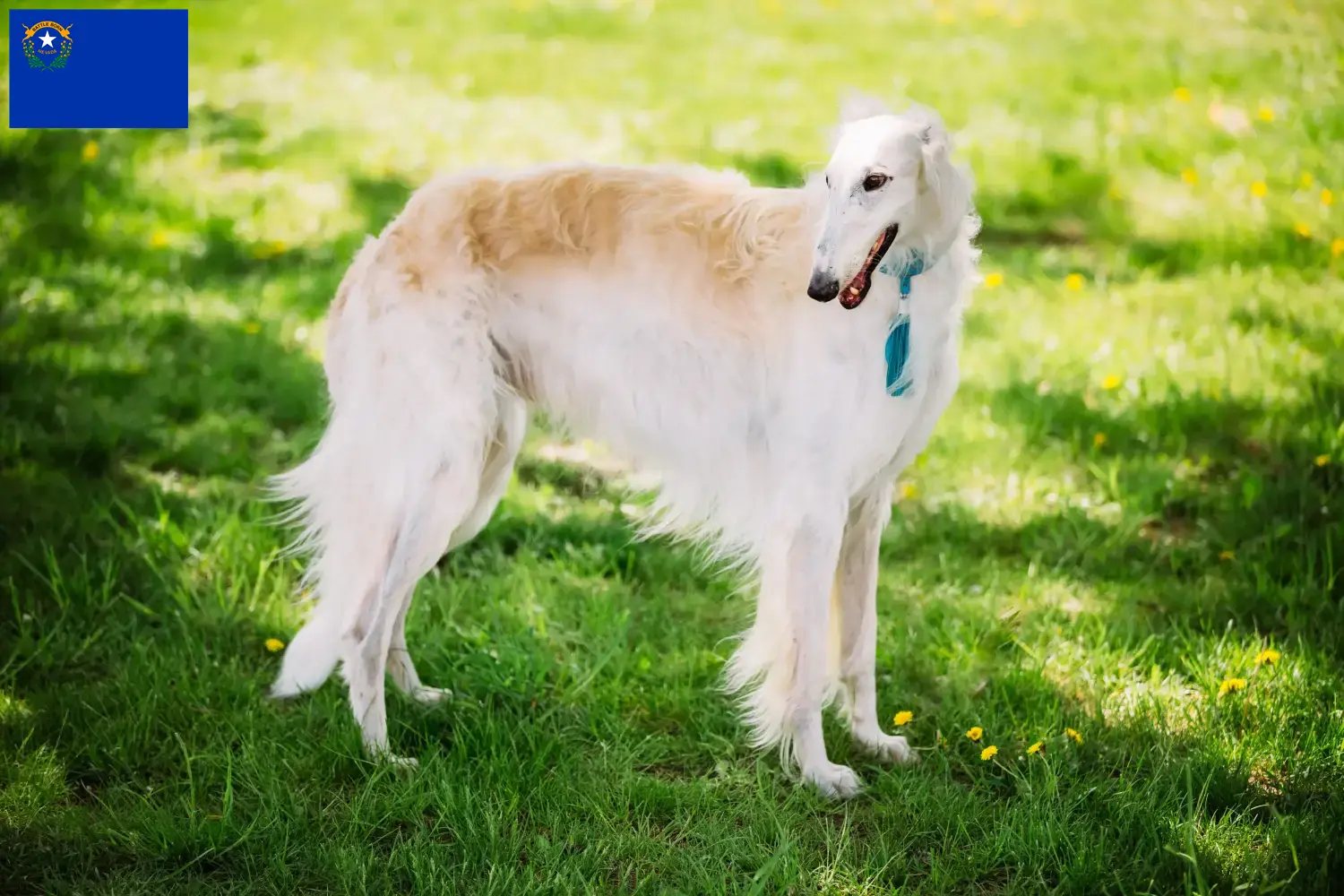 Read more about the article Borzoi breeders and puppies in Nevada