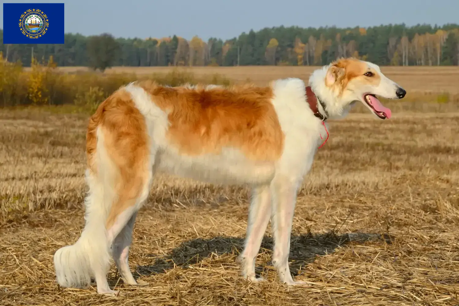 Read more about the article Borzoi breeders and puppies in New Hampshire