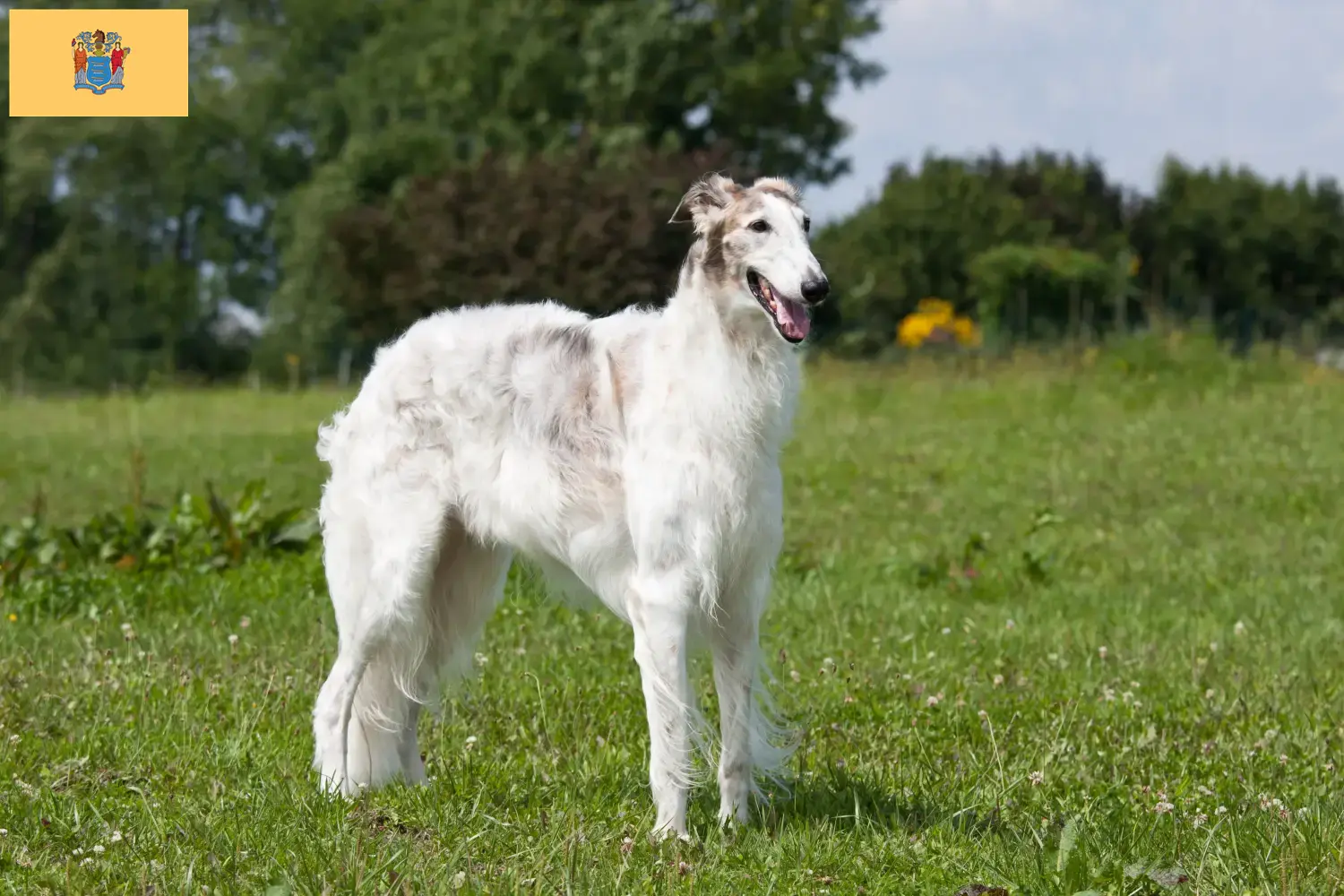 Read more about the article Borzoi breeders and puppies in New Jersey