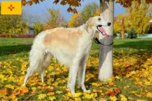 Read more about the article Borzoi breeders and puppies in New Mexico