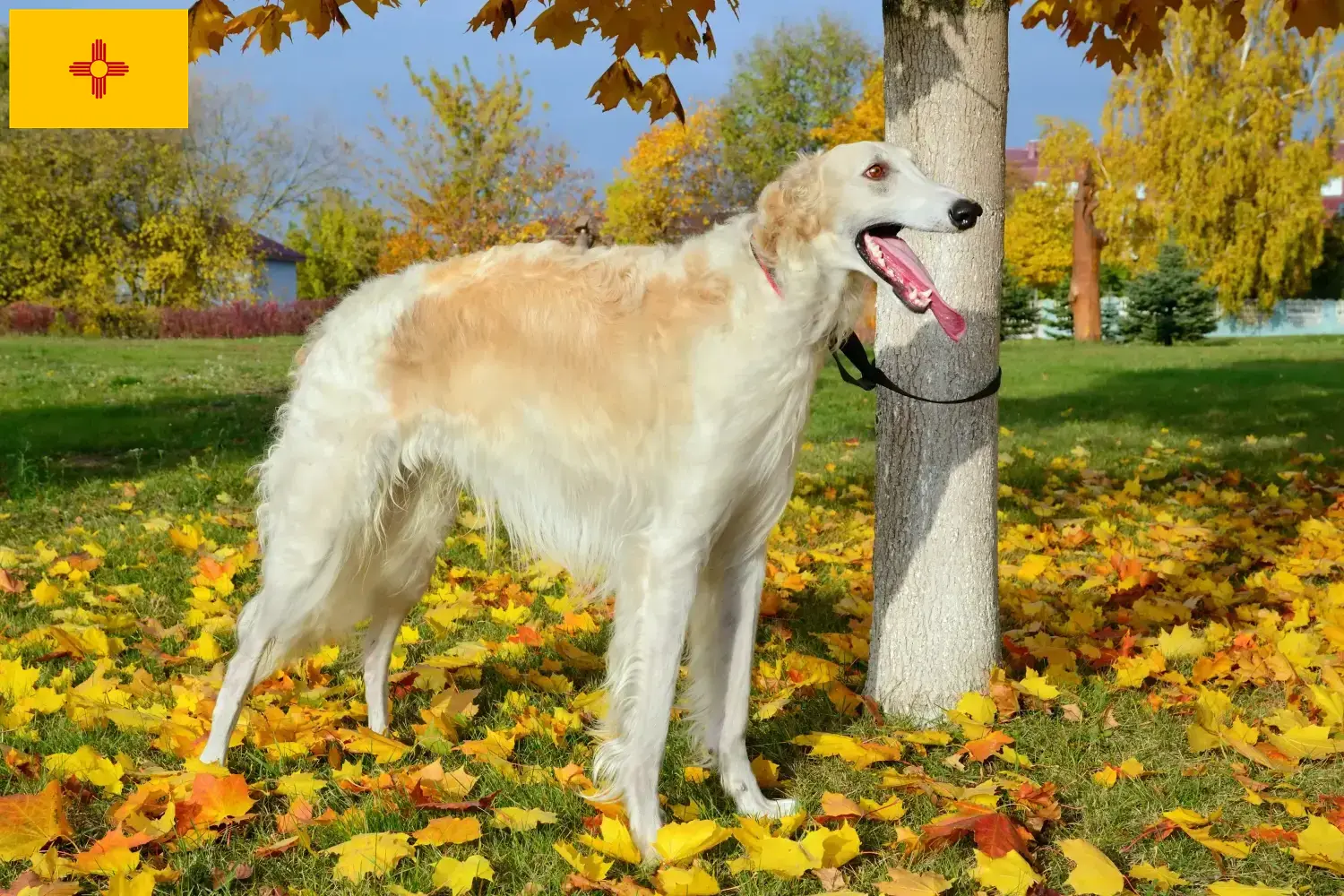 Read more about the article Borzoi breeders and puppies in New Mexico