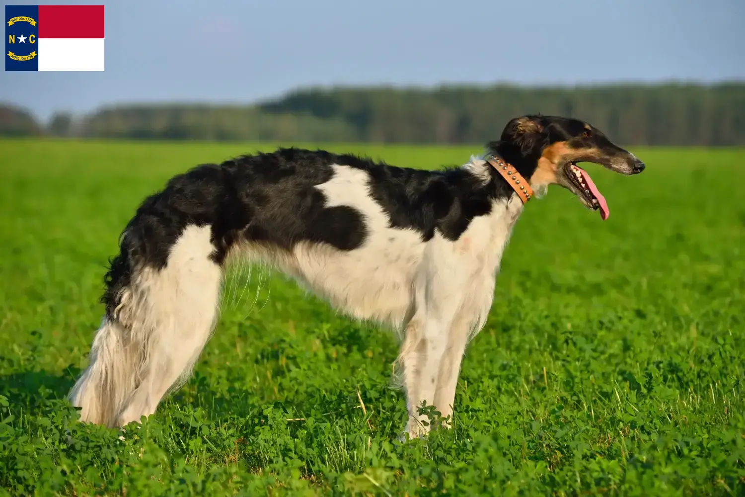 Read more about the article Borzoi breeders and puppies in North Carolina